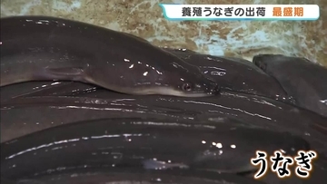 もうすぐ土用の丑の日！うなぎの出荷が最盛期　今年は例年より価格安　稚魚豊漁のため　徳島・阿南市