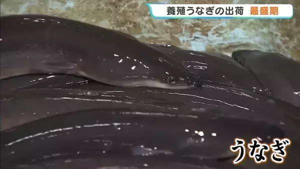 もうすぐ土用の丑の日！うなぎの出荷が最盛期　今年は例年より価格安　稚魚豊漁のため　徳島・阿南市