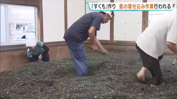 藍染の染料「すくも」作り…藍の寝せ込み作業　今年は高温・少雨の影響で栽培に苦労　徳島