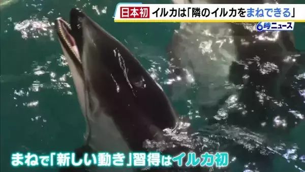 イルカに“真似をする能力”を発見　城崎マリンワールドでお披露目　新しい動き習得はイルカの仲間で初