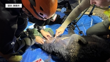 【速報】京都・舞鶴市でツキノワグマの親子を緊急銃猟　住宅の軒下に居座っていたところ麻酔銃が命中し殺処分　京都府で初（情報更新）