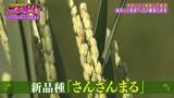 「【令和のコメ騒動】政治に翻弄されるコメ農家　「稼げない」年齢を理由にコメ作り辞めるケースも…「小規模」「高齢化」という課題にAIやドローンを駆使！「稼げる農家」も【ガチの門】」の画像9