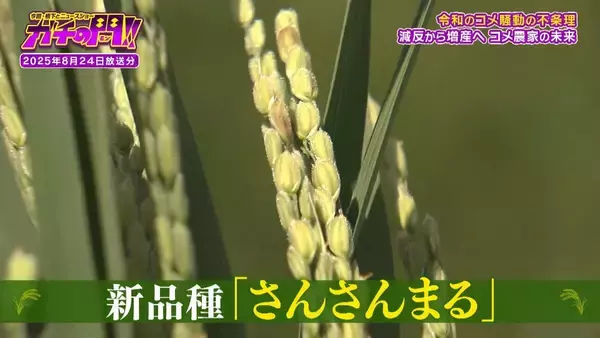 「【令和のコメ騒動】政治に翻弄されるコメ農家　「稼げない」年齢を理由にコメ作り辞めるケースも…「小規模」「高齢化」という課題にAIやドローンを駆使！「稼げる農家」も【ガチの門】」の画像