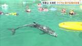 「「つるつるしていてすべすべ」和歌山・太地町でクジラと泳げる海水浴はじまる　おとなしいハナゴンドウとふれあう　8月16日（日）まで開催」の画像1