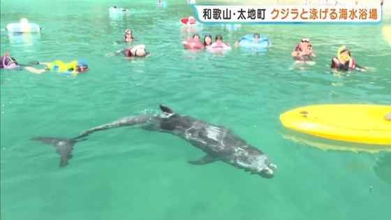 「つるつるしていてすべすべ」和歌山・太地町でクジラと泳げる海水浴はじまる　おとなしいハナゴンドウとふれあう　8月16日（日）まで開催