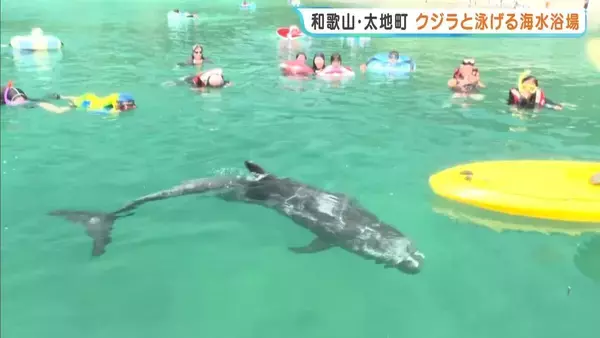 「つるつるしていてすべすべ」和歌山・太地町でクジラと泳げる海水浴はじまる　おとなしいハナゴンドウとふれあう　8月16日（日）まで開催