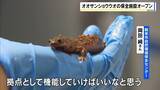 「謎多き「オオサンショウウオ」に間近で会える！ 生きた展示や研究を公開する保全施設がオープン　兵庫・朝来市」の画像1