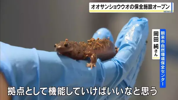 謎多き「オオサンショウウオ」に間近で会える！ 生きた展示や研究を公開する保全施設がオープン　兵庫・朝来市