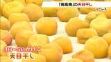 「特産「南高梅」の天日干し「いい梅ができたのでぜひ味わって」　冬の気温上昇などにより生産量は平年の半分ほどに　和歌山県」の画像1