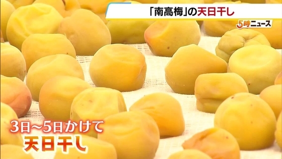 特産「南高梅」の天日干し「いい梅ができたのでぜひ味わって」　冬の気温上昇などにより生産量は平年の半分ほどに　和歌山県