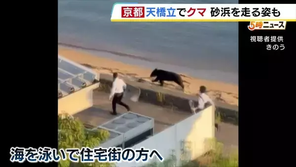 砂浜を走るのは“クマ”「まさか自分の目の前を通るなんて」京都・天橋立に出没　大阪では近畿のクマ対策話し合う会議