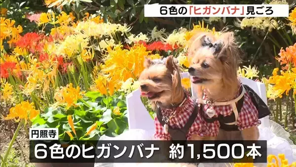 黄色・白・ピンク…ヒガンバナ約1500本が境内彩る「これだけいろんな色があるとは」　兵庫・円照寺