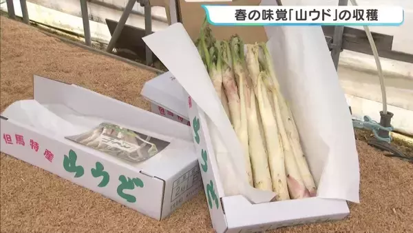 「さわやかな香りとほろ苦さが特徴　春の味覚「山ウド」が収穫の最盛期　猛暑の影響で例年より少し細めも味はよし　兵庫・豊岡市」の画像