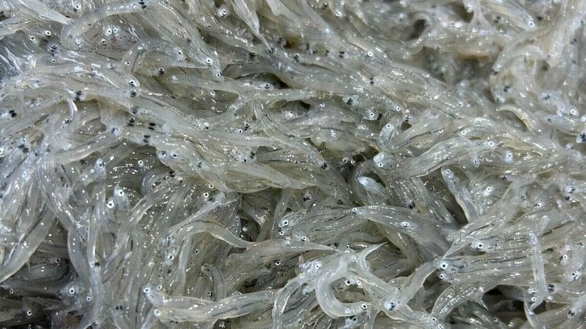 大阪のブランドタコ「泉だこ」　白ワインとのコラボで大阪産（もん）の新たな魅力ひきだす