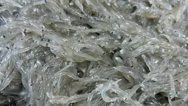 「大阪のブランドタコ「泉だこ」　白ワインとのコラボで大阪産（もん）の新たな魅力ひきだす」の画像