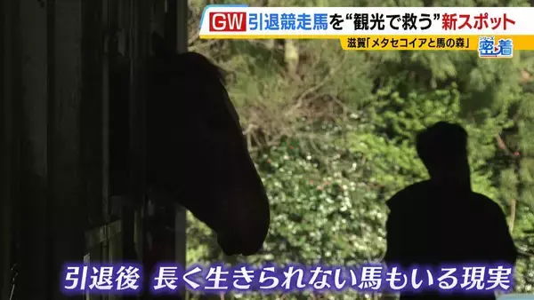 「引退競走馬の「第二の馬生」　長く生きられない馬もいる現実…　観光で現状変えるべく奮闘する牧場運営者たち「少しずつでも幸せに過ごせる馬を増やしたい」」の画像