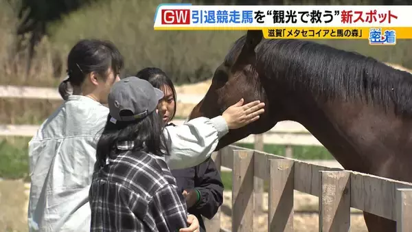 「引退競走馬の「第二の馬生」　長く生きられない馬もいる現実…　観光で現状変えるべく奮闘する牧場運営者たち「少しずつでも幸せに過ごせる馬を増やしたい」」の画像
