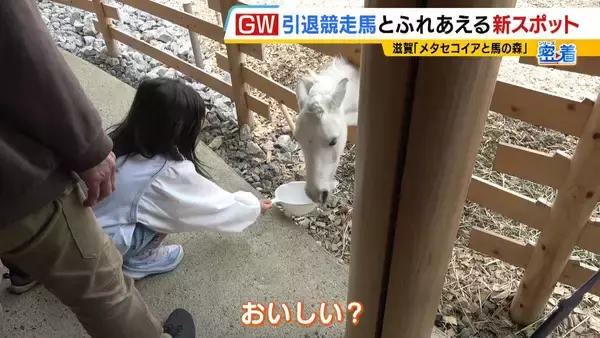 「引退競走馬の「第二の馬生」　長く生きられない馬もいる現実…　観光で現状変えるべく奮闘する牧場運営者たち「少しずつでも幸せに過ごせる馬を増やしたい」」の画像