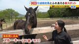 「引退競走馬の「第二の馬生」　長く生きられない馬もいる現実…　観光で現状変えるべく奮闘する牧場運営者たち「少しずつでも幸せに過ごせる馬を増やしたい」」の画像4