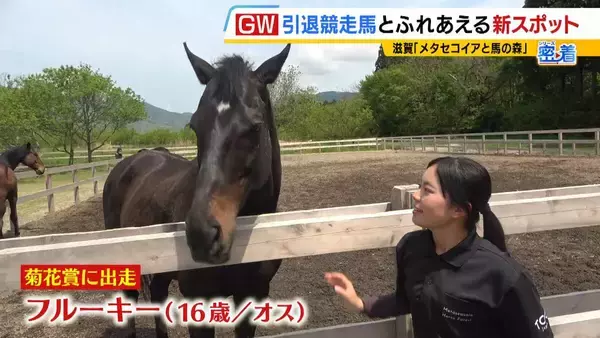 「引退競走馬の「第二の馬生」　長く生きられない馬もいる現実…　観光で現状変えるべく奮闘する牧場運営者たち「少しずつでも幸せに過ごせる馬を増やしたい」」の画像