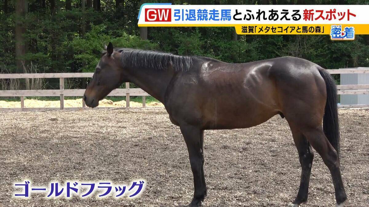 引退競走馬の「第二の馬生」　長く生きられない馬もいる現実…　観光で現状変えるべく奮闘する牧場運営者たち「少しずつでも幸せに過ごせる馬を増やしたい」