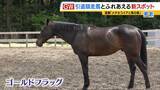「引退競走馬の「第二の馬生」　長く生きられない馬もいる現実…　観光で現状変えるべく奮闘する牧場運営者たち「少しずつでも幸せに過ごせる馬を増やしたい」」の画像5