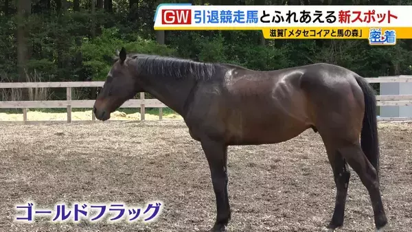 「引退競走馬の「第二の馬生」　長く生きられない馬もいる現実…　観光で現状変えるべく奮闘する牧場運営者たち「少しずつでも幸せに過ごせる馬を増やしたい」」の画像