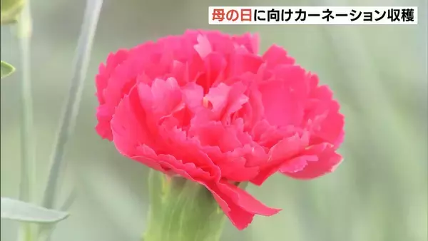 「母の日」を前に…カーネーションの出荷が最盛期　今年は気温が高くハウス内の温度管理に苦労も品質は例年通り良好　兵庫・淡路市