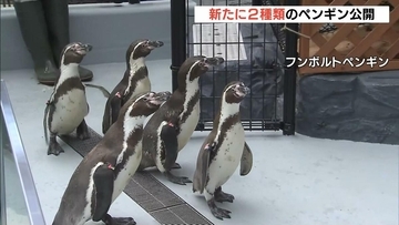 ２種類のペンギンが仲間入り！「フンボルトペンギン」と「マゼランペンギン」　アドベンチャーワールド