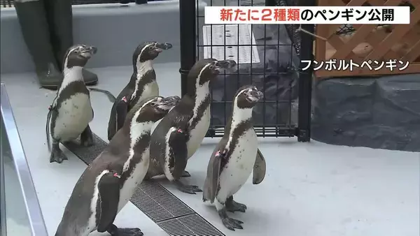 ２種類のペンギンが仲間入り！「フンボルトペンギン」と「マゼランペンギン」　アドベンチャーワールド