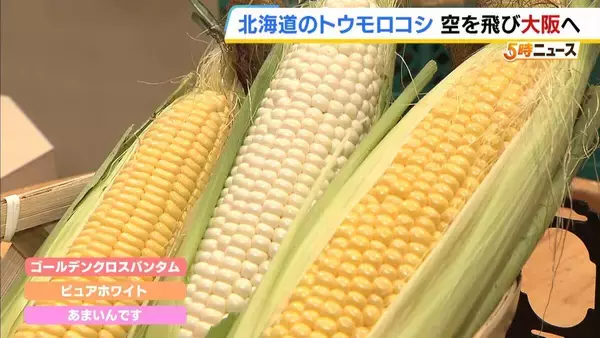 北海道の朝採れトウモロコシが空を飛び大阪に！　JALの客室乗務員が阪神梅田本店の売り場でアピール
