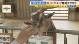 「まだ間に合う！GWおでかけ“0円スポット”　触れて学んで体験する…予算を気にせず楽しめる関西の穴場＆近場4選！」の画像11