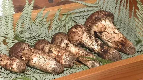 初せりで6本110万円！丹波篠山産「まつたけ」が史上最高値で落札「値段にしびれました」 香りの良さと弾力のある歯ごたえ　今年は豊作も期待 