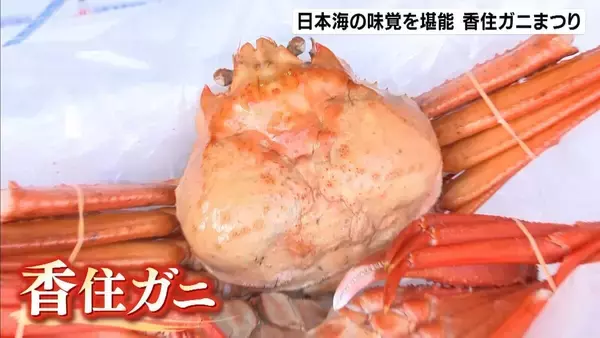 今月解禁「香住ガニ」漁港でイベント開催！日本海の味覚を堪能「めっちゃ美味しい」「毎年来たい」　兵庫・香美町