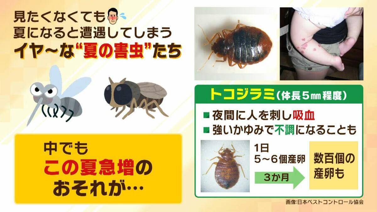 【GWは要注意】数年前に社会問題化『トコジラミ』外出増える連休は「外国からの持ち帰り」に注意…家のどこにいる？近くにいるサインは？　害虫駆除の専門家に聞きました