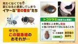 「【GWは要注意】数年前に社会問題化『トコジラミ』外出増える連休は「外国からの持ち帰り」に注意…家のどこにいる？近くにいるサインは？　害虫駆除の専門家に聞きました」の画像2