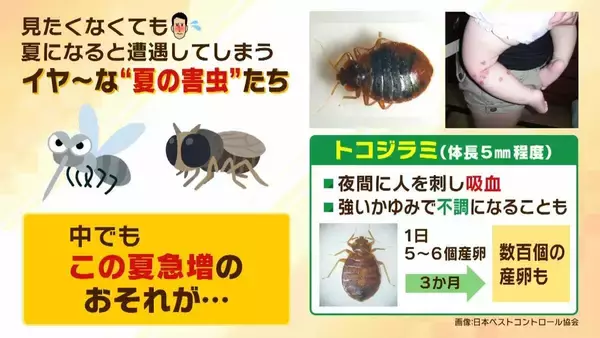 「【GWは要注意】数年前に社会問題化『トコジラミ』外出増える連休は「外国からの持ち帰り」に注意…家のどこにいる？近くにいるサインは？　害虫駆除の専門家に聞きました」の画像