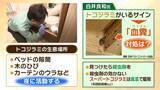 「【GWは要注意】数年前に社会問題化『トコジラミ』外出増える連休は「外国からの持ち帰り」に注意…家のどこにいる？近くにいるサインは？　害虫駆除の専門家に聞きました」の画像4