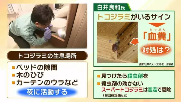 「【GWは要注意】数年前に社会問題化『トコジラミ』外出増える連休は「外国からの持ち帰り」に注意…家のどこにいる？近くにいるサインは？　害虫駆除の専門家に聞きました」の画像