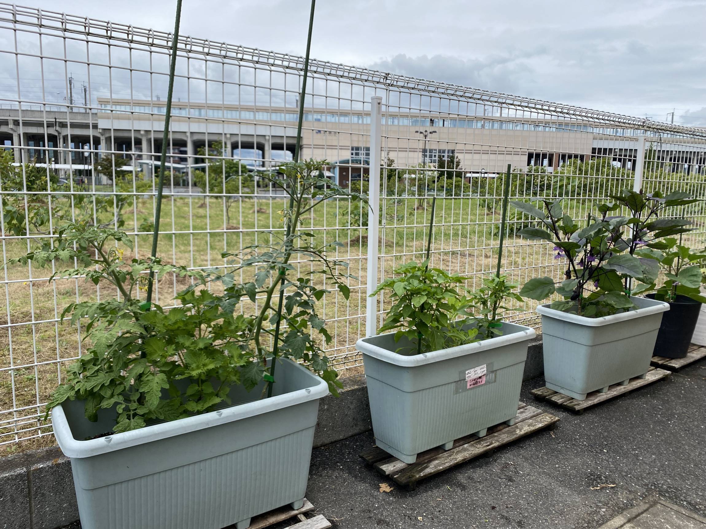 6月は長雨に負けない タイム を植えよう ベランダ菜園におすすめの野菜 ハーブ 16 21年6月19日 エキサイトニュース