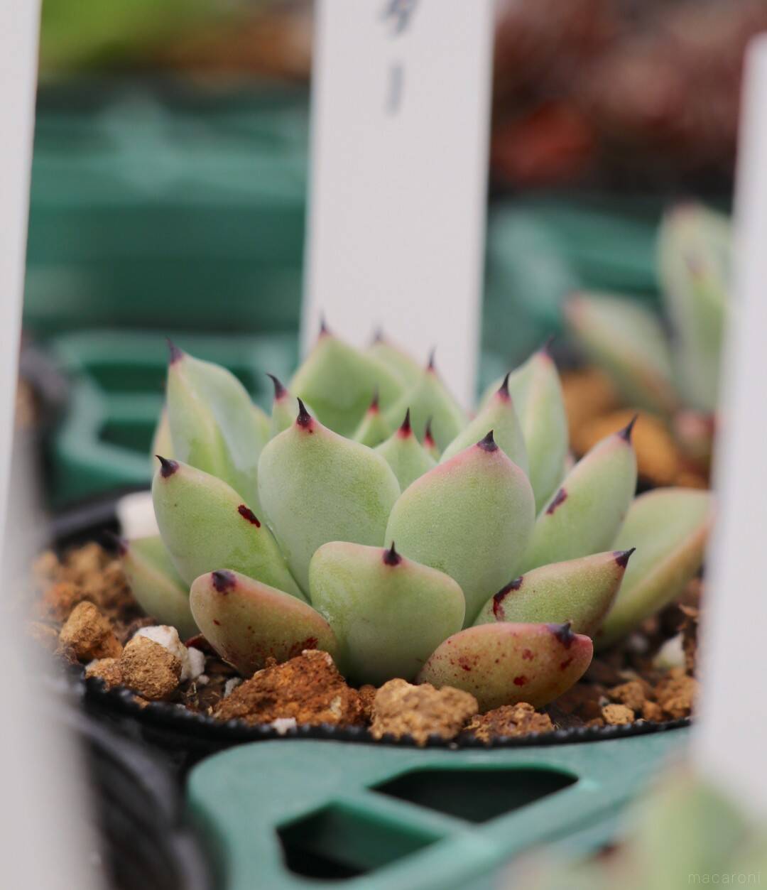 今こそ多肉デビュー プロに聞いた 多肉植物の上手な育て方と初心者向け3品種 21年3月31日 エキサイトニュース 2 3