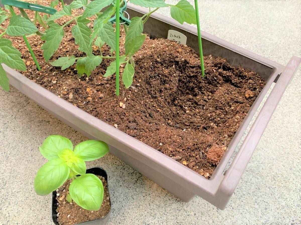 4月はバジルの寄せ植えにチャレンジ ベランダ菜園におすすめの野菜 ハーブ 12 21年4月17日 エキサイトニュース 2 4