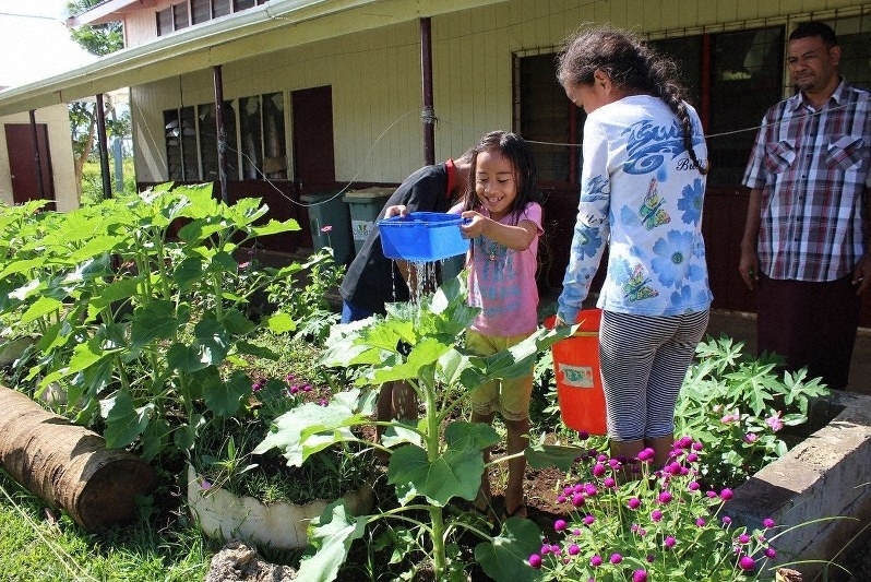 秋田のひまわり トンガで栽培