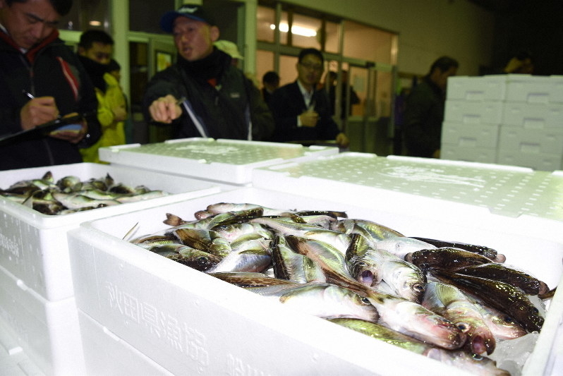 秋田でハタハタの水揚げ