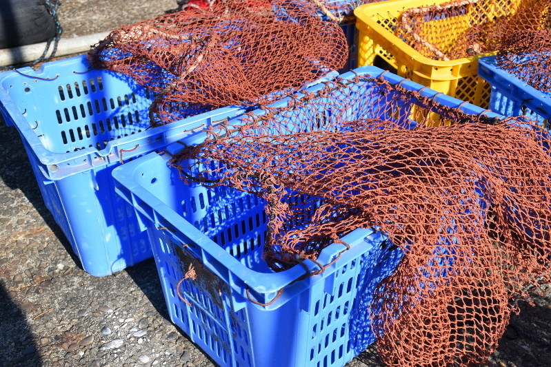 約180匹 イセエビ盗まれる