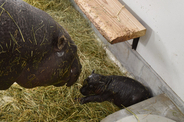 三大珍獣コビトカバの赤ちゃんが誕生 いしかわ動物園で2016年以来、2例目