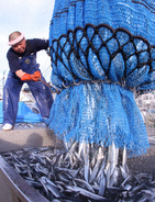 サンマ水揚げ過去最低　前年の3分の1　価格は1.68倍