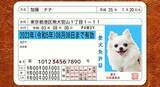 「Pawmy、猫用のオリジナル身分証明書風グッズ「愛猫免許証」をリニューアル発売」の画像3