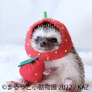 可愛い小動物の作品が集まる「まるっと小動物展 2022」が2年振りに東京で開催