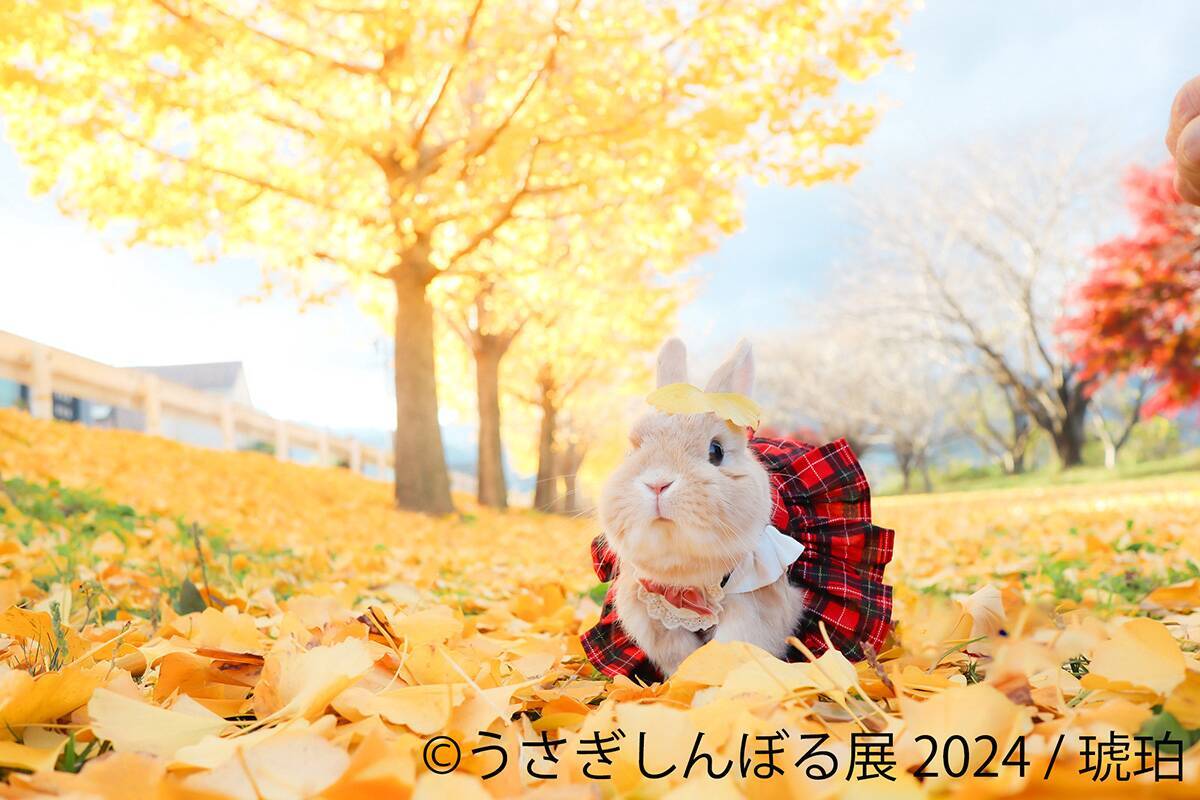 かわいいうさぎの写真とグッズが一堂に集結する人気企画「うさぎしんぼる展 2024」